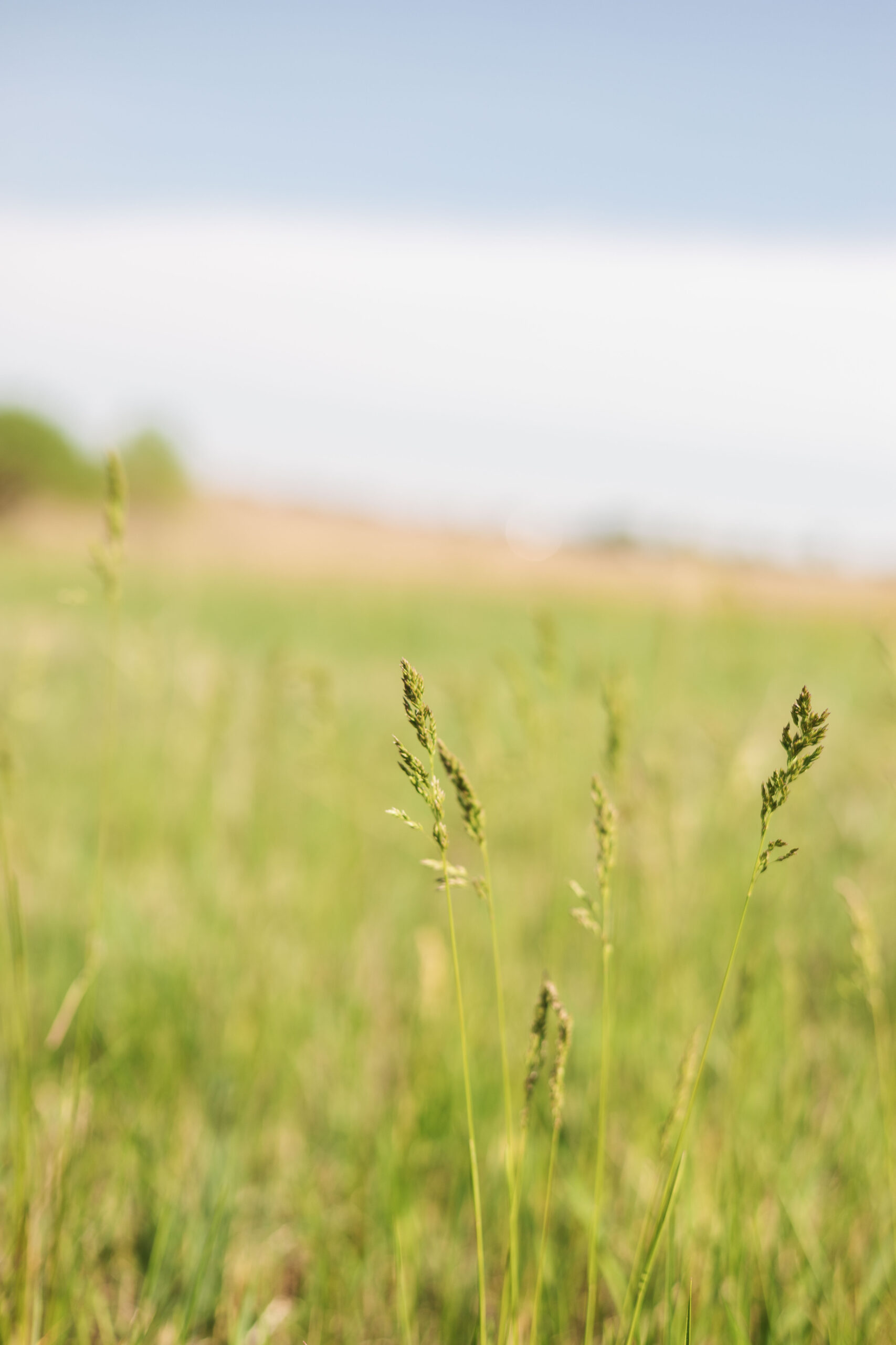 Up close with tall grass at pioneers park in nebraska